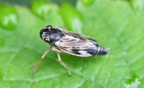 Evacanthus acuminatus